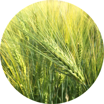 Triticale, Distic barley